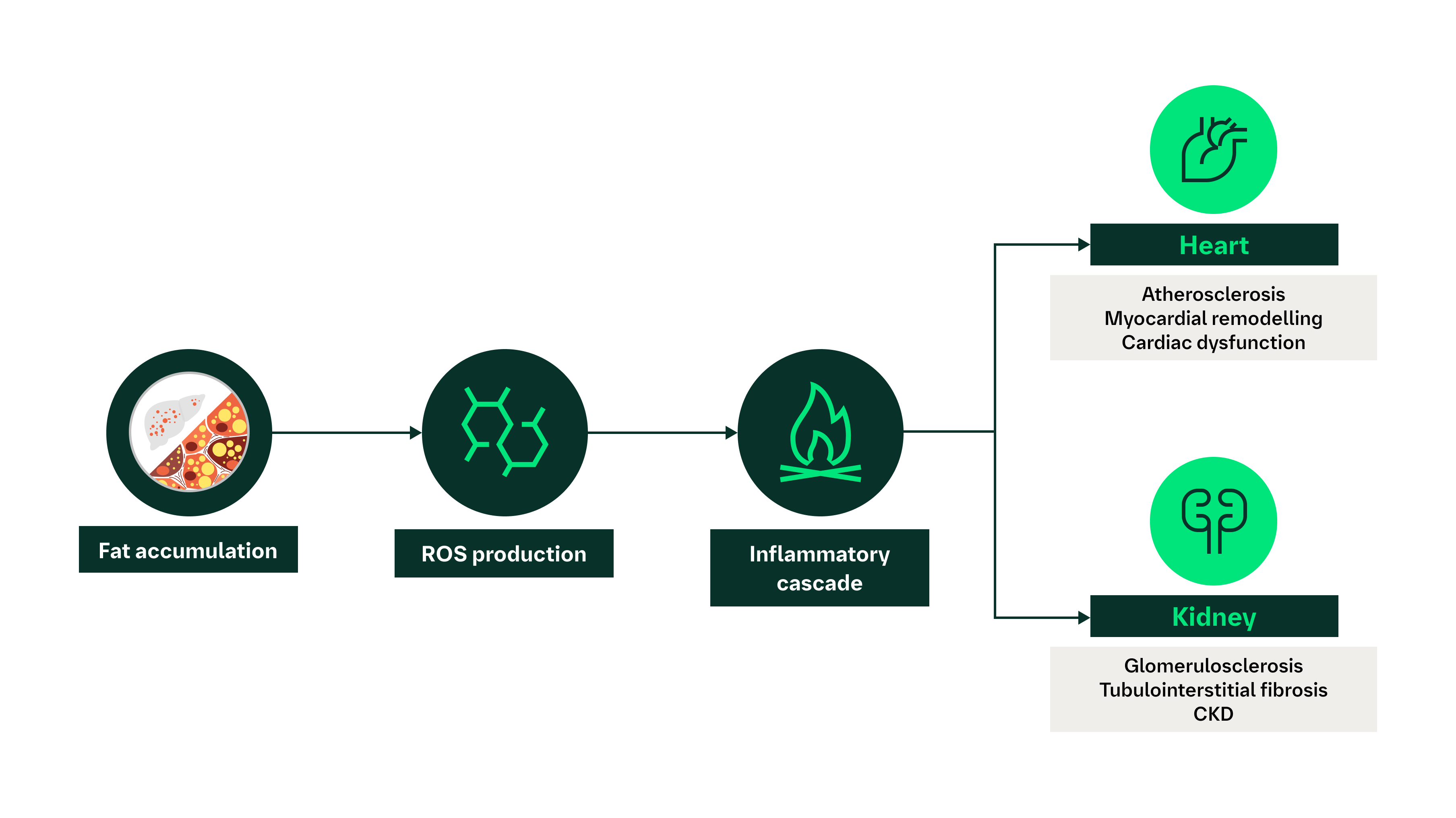 Interconnectivity of MASLD/MASH