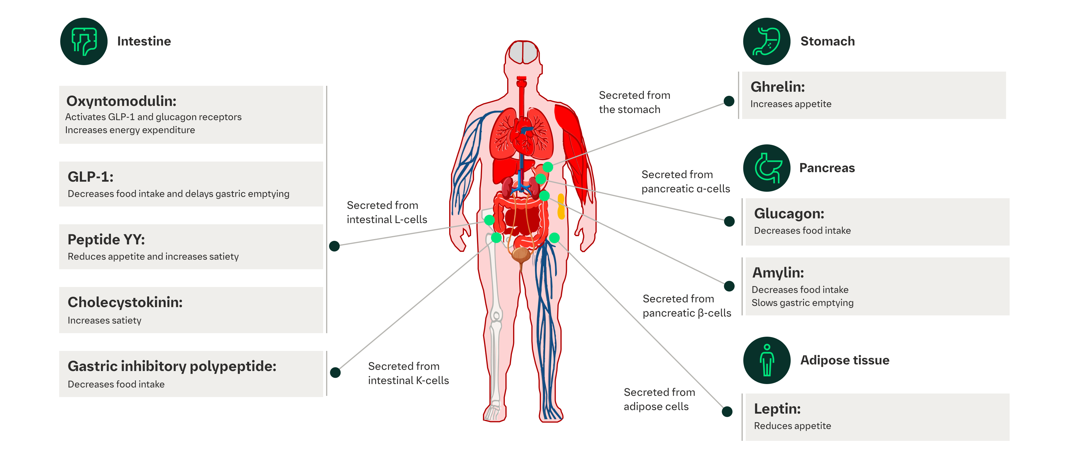 Endocrine control of appetite