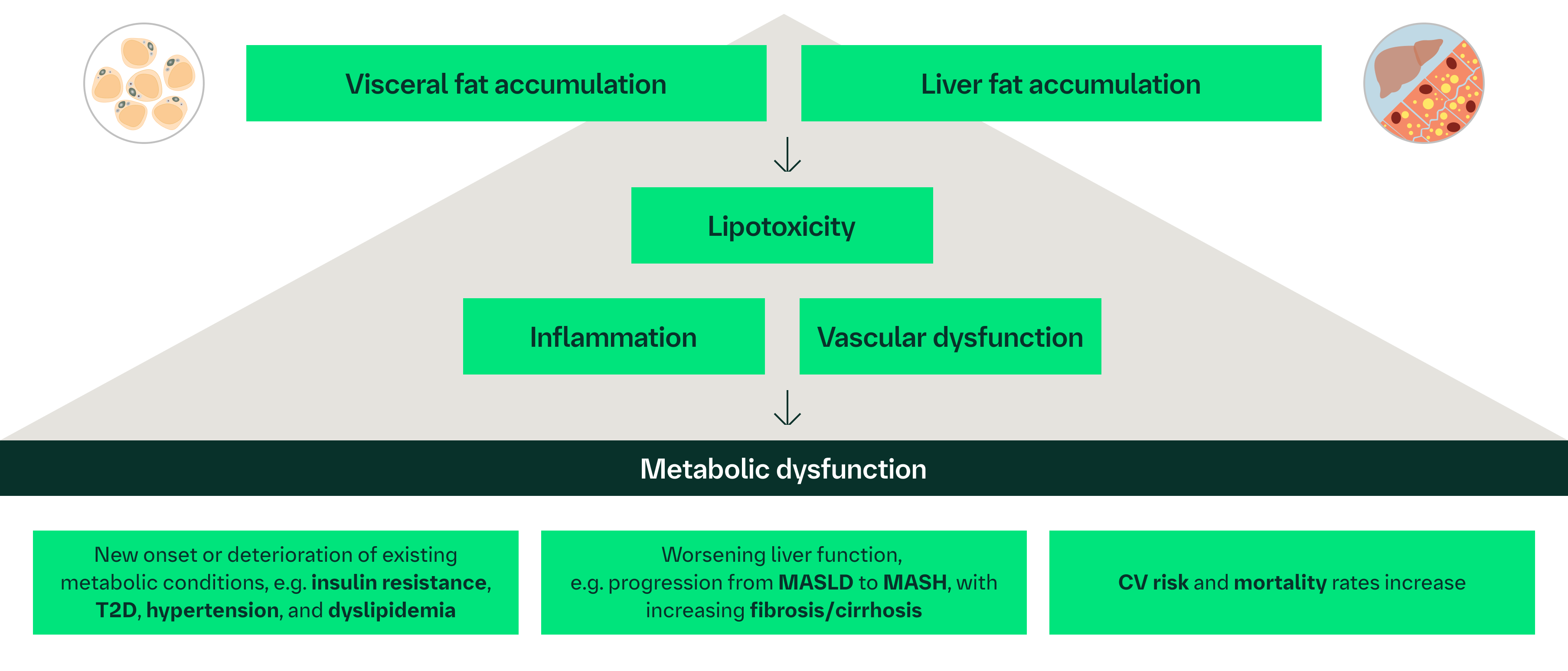 Excess visceral fat