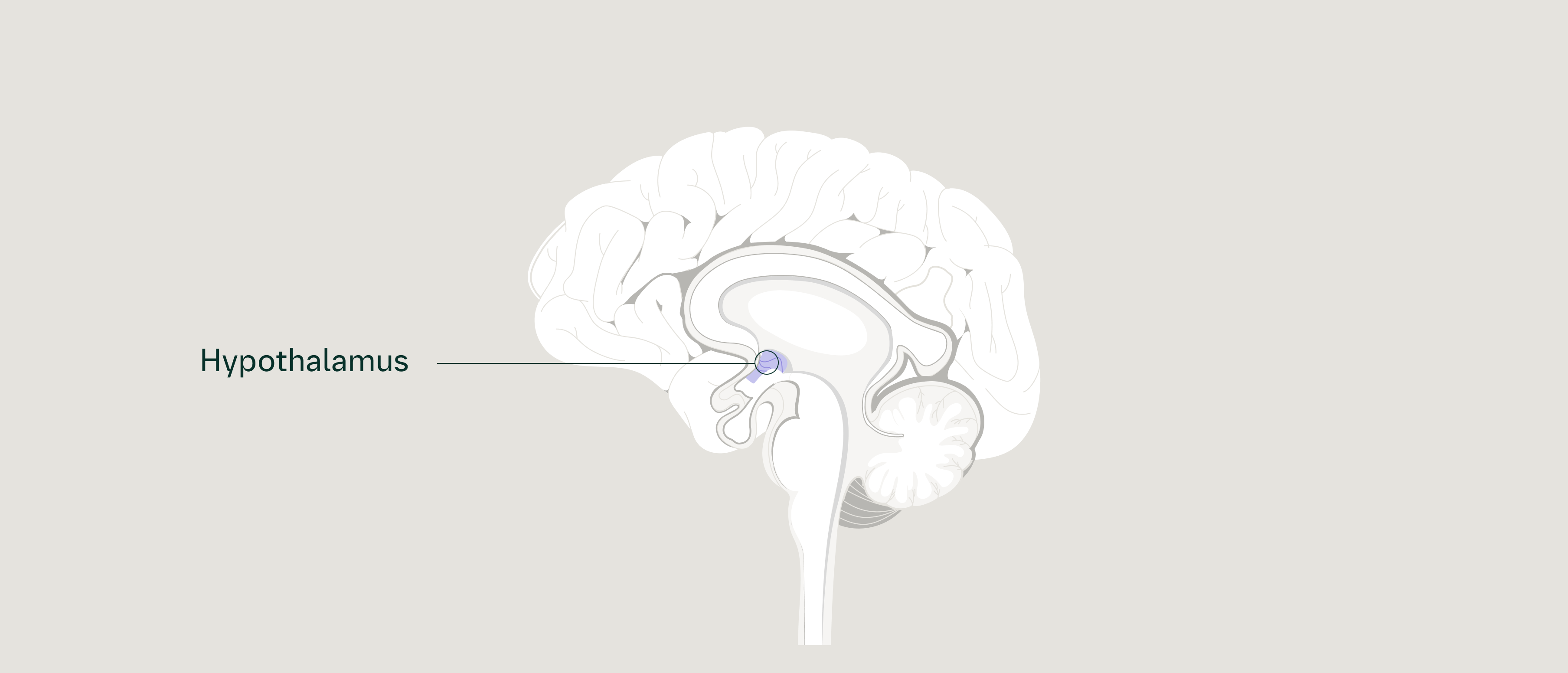 Neurological control of appetite